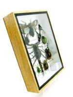Echte tropische Insekten - Einzelstück - im 3D M-Schaukasten - Wandbild 2-A-M-61 – Bild 3