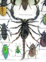 Echte tropische Insekten - Einzelstück - im 3D M-Schaukasten - Wandbild 2-A-M-61 – Bild 4