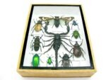 Echte tropische Insekten - Einzelstück - im 3D M-Schaukasten - Wandbild 2-A-M-61 – Bild 5