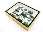 Echte tropische Insekten - Einzelstück - im 3D M-Schaukasten - Wandbild 2-A-M-61 – Bild 6