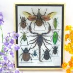 Echte tropische Insekten - Einzelstück - im 3D M-Schaukasten - Wandbild 2-A-M-62