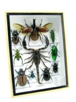 Echte tropische Insekten - Einzelstück - im 3D M-Schaukasten - Wandbild 2-A-M-62 – Bild 2