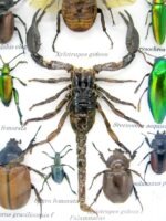 Echte tropische Insekten - Einzelstück - im 3D M-Schaukasten - Wandbild 2-A-M-62 – Bild 4