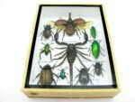 Echte tropische Insekten - Einzelstück - im 3D M-Schaukasten - Wandbild 2-A-M-62 – Bild 5