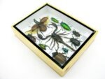 Echte tropische Insekten - Einzelstück - im 3D M-Schaukasten - Wandbild 2-A-M-62 – Bild 6
