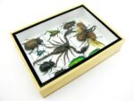 Echte tropische Insekten - Einzelstück - im 3D M-Schaukasten - Wandbild 2-A-M-62 – Bild 7