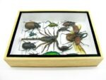Echte tropische Insekten - Einzelstück - im 3D M-Schaukasten - Wandbild 2-A-M-62 – Bild 8