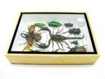 Echte tropische Insekten - Einzelstück - im 3D M-Schaukasten - Wandbild 2-A-M-62 – Bild 9