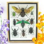 Echte tropische Insekten - Einzelstück - im 3D M-Schaukasten - Wandbild 3-A-M-63