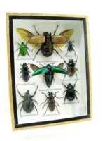 Echte tropische Insekten - Einzelstück - im 3D M-Schaukasten - Wandbild 3-A-M-63 – Bild 2