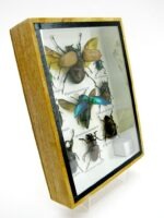 Echte tropische Insekten - Einzelstück - im 3D M-Schaukasten - Wandbild 3-A-M-63 – Bild 3