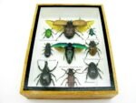 Echte tropische Insekten - Einzelstück - im 3D M-Schaukasten - Wandbild 3-A-M-63 – Bild 5