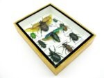 Echte tropische Insekten - Einzelstück - im 3D M-Schaukasten - Wandbild 3-A-M-63 – Bild 6