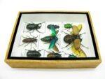 Echte tropische Insekten - Einzelstück - im 3D M-Schaukasten - Wandbild 3-A-M-63 – Bild 8