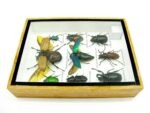 Echte tropische Insekten - Einzelstück - im 3D M-Schaukasten - Wandbild 3-A-M-63 – Bild 9