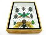 Echte tropische Insekten - Einzelstück - im 3D M-Schaukasten - Wandbild 3-A-M-63 – Bild 10