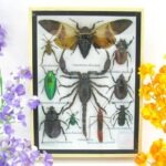Echte tropische Insekten - Einzelstück - im 3D M-Schaukasten - Wandbild 3-A-M-64