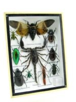 Echte tropische Insekten - Einzelstück - im 3D M-Schaukasten - Wandbild 3-A-M-64 – Bild 2