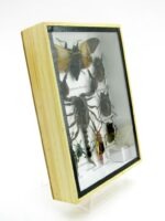 Echte tropische Insekten - Einzelstück - im 3D M-Schaukasten - Wandbild 3-A-M-64 – Bild 3
