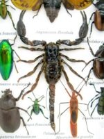 Echte tropische Insekten - Einzelstück - im 3D M-Schaukasten - Wandbild 3-A-M-64 – Bild 4