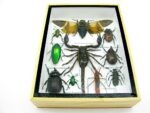 Echte tropische Insekten - Einzelstück - im 3D M-Schaukasten - Wandbild 3-A-M-64 – Bild 5