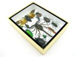 Echte tropische Insekten - Einzelstück - im 3D M-Schaukasten - Wandbild 3-A-M-64 – Bild 6