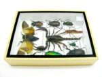 Echte tropische Insekten - Einzelstück - im 3D M-Schaukasten - Wandbild 3-A-M-64 – Bild 9