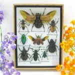 Echte tropische Insekten - Einzelstück - im 3D M-Schaukasten - Wandbild 4-A-M-65