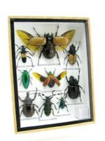 Echte tropische Insekten - Einzelstück - im 3D M-Schaukasten - Wandbild 4-A-M-65 – Bild 2