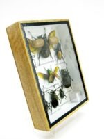 Echte tropische Insekten - Einzelstück - im 3D M-Schaukasten - Wandbild 4-A-M-65 – Bild 3