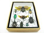 Echte tropische Insekten - Einzelstück - im 3D M-Schaukasten - Wandbild 4-A-M-65 – Bild 5