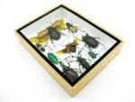 Echte tropische Insekten - Einzelstück - im 3D M-Schaukasten - Wandbild 4-A-M-65 – Bild 6