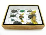 Echte tropische Insekten - Einzelstück - im 3D M-Schaukasten - Wandbild 4-A-M-65 – Bild 8