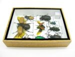 Echte tropische Insekten - Einzelstück - im 3D M-Schaukasten - Wandbild 4-A-M-65 – Bild 9