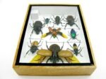 Echte tropische Insekten - Einzelstück - im 3D M-Schaukasten - Wandbild 4-A-M-65 – Bild 10