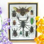 Echte tropische Insekten - Einzelstück - im 3D M-Schaukasten - Wandbild 4-A-M-66