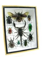 Echte tropische Insekten - Einzelstück - im 3D M-Schaukasten - Wandbild 4-A-M-66 – Bild 2