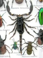 Echte tropische Insekten - Einzelstück - im 3D M-Schaukasten - Wandbild 4-A-M-66 – Bild 4