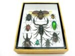 Echte tropische Insekten - Einzelstück - im 3D M-Schaukasten - Wandbild 4-A-M-66 – Bild 5