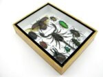 Echte tropische Insekten - Einzelstück - im 3D M-Schaukasten - Wandbild 4-A-M-66 – Bild 6