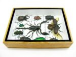 Echte tropische Insekten - Einzelstück - im 3D M-Schaukasten - Wandbild 4-A-M-66 – Bild 8