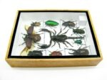 Echte tropische Insekten - Einzelstück - im 3D M-Schaukasten - Wandbild 4-A-M-66 – Bild 9