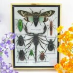 Echte tropische Insekten - Einzelstück - im 3D M-Schaukasten - Wandbild 5-A-M-67