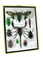 Echte tropische Insekten - Einzelstück - im 3D M-Schaukasten - Wandbild 5-A-M-67 – Bild 2