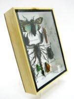 Echte tropische Insekten - Einzelstück - im 3D M-Schaukasten - Wandbild 5-A-M-67 – Bild 3