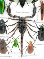 Echte tropische Insekten - Einzelstück - im 3D M-Schaukasten - Wandbild 5-A-M-67 – Bild 4