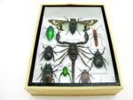 Echte tropische Insekten - Einzelstück - im 3D M-Schaukasten - Wandbild 5-A-M-67 – Bild 5