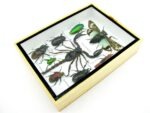 Echte tropische Insekten - Einzelstück - im 3D M-Schaukasten - Wandbild 5-A-M-67 – Bild 7