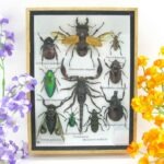 Echte tropische Insekten - Einzelstück - im 3D M-Schaukasten - Wandbild 5-A-M-68