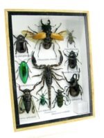 Echte tropische Insekten - Einzelstück - im 3D M-Schaukasten - Wandbild 5-A-M-68 – Bild 2